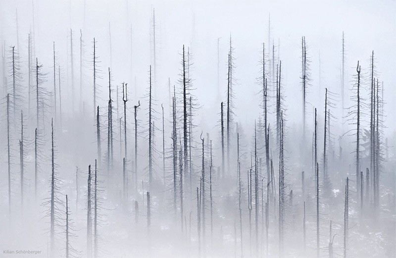 Туманные пейзажи. Облачный лес (Cloud Forest) Kilian Schonberger