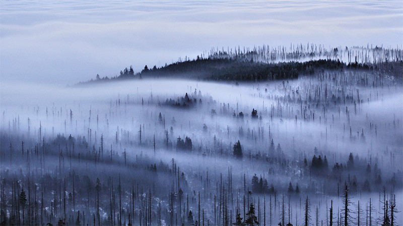 Туманные пейзажи. Облачный лес (Cloud Forest) Kilian Schonberger