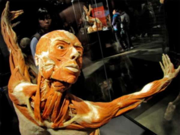 Выставка тело человека. The Human Body Exhibition